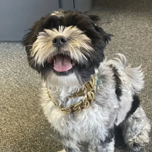 Kingy, the Rampfinity office dog: a shaggy black, white and grey pup in a gold chain collar